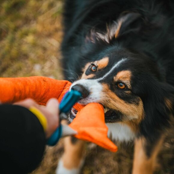 BullFit Horseshoe Dog Bite Tug Toy Tug of War Dog Toy for 2 Dogs to Play Green - Picture 5 of 8